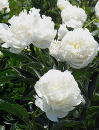 White Peony