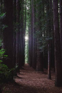 Dark Woods