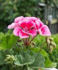Geranium