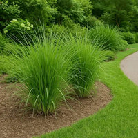 Vetiver