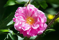 Turkish Rose