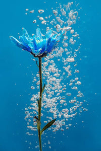 Watery-Floral